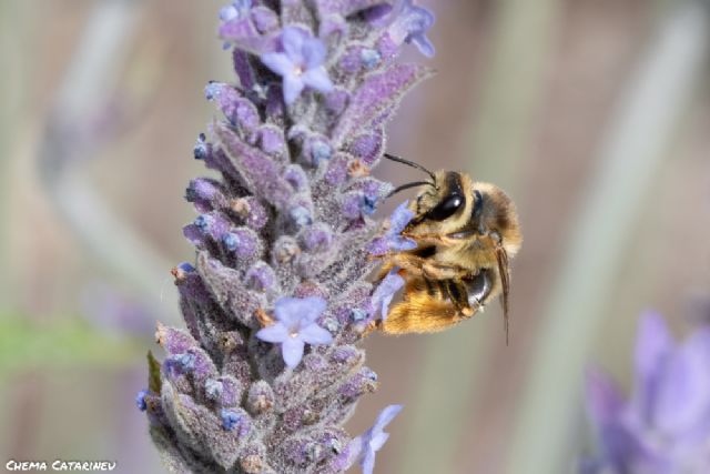 Voluntariado ambiental en casa: ¡Crea una reserva para las abejas! - 2, Foto 2