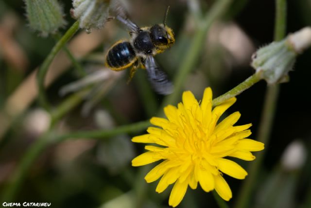 Voluntariado ambiental en casa: ¡Crea una reserva para las abejas! - 4, Foto 4