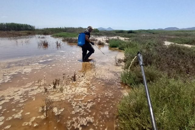 Cartagena refuerza el control del mosquito tigre y detecta aumento de focos en parcelas privadas - 1, Foto 1