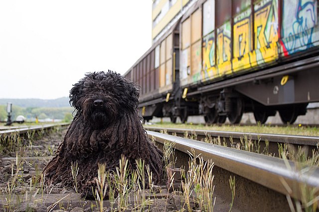 Renfe llevará a cabo una prueba piloto para viajar con perros de hasta 40kg en trenes AVE-Larga Distancia - 1, Foto 1