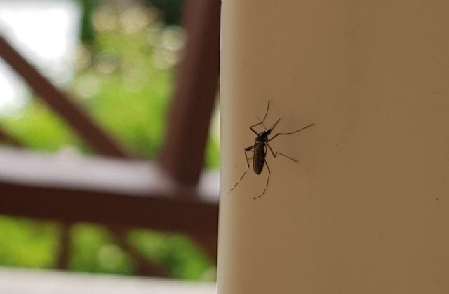 La población de mosquito tigre disminuye este verano - 1, Foto 1