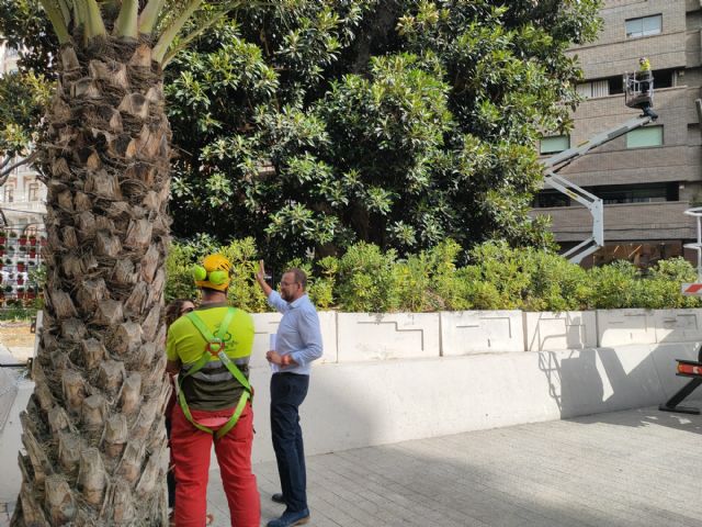 El ficus de la Plaza de Santo Domingo recibe una revisión integral para garantizar su seguridad - 1, Foto 1