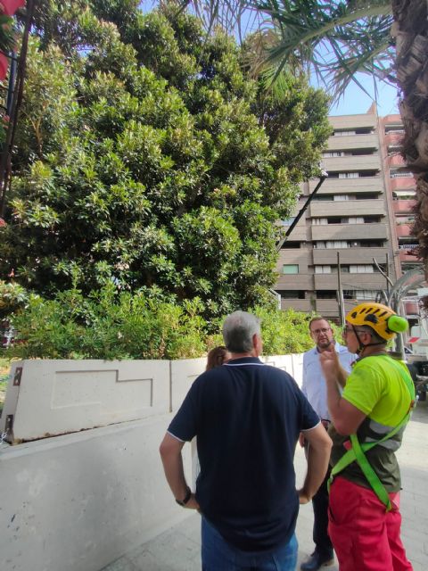 El ficus de la Plaza de Santo Domingo recibe una revisión integral para garantizar su seguridad - 2, Foto 2