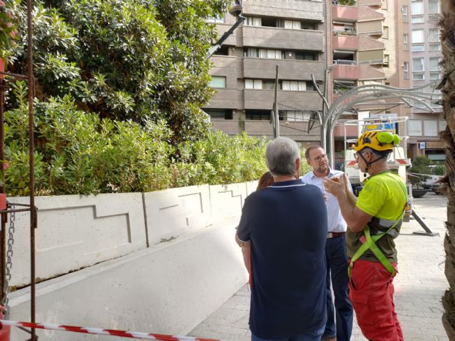 El ficus de la Plaza de Santo Domingo recibe una revisión integral para garantizar su seguridad - 3, Foto 3