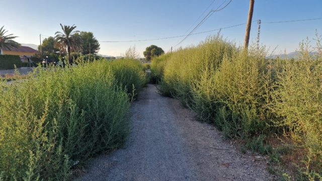 El PSOE exige al PP la limpieza del carril bici paralelo a la carretera de Águilas a su paso por Cazalla y Purias y la implantación de un Plan de Mantenimiento continuado - 2, Foto 2