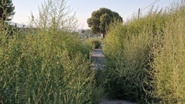 El PSOE exige al PP la limpieza del carril bici paralelo a la carretera de Águilas a su paso por Cazalla y Purias y la implantación de un Plan de Mantenimiento continuado - 4, Foto 4