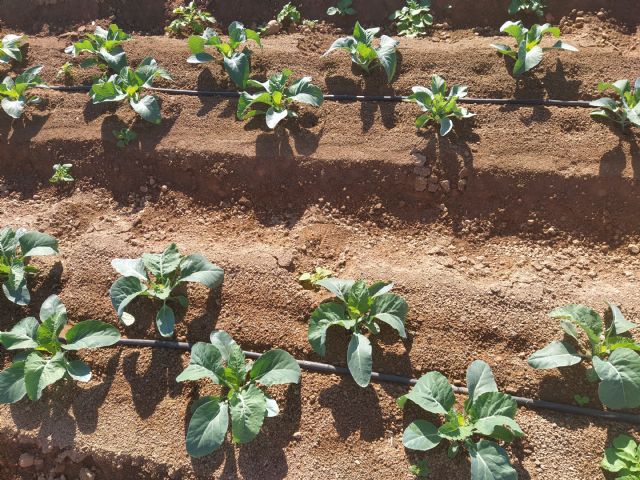 Agrogreen es el nuevo proyecto del CTNC que evalúa los contaminantes emergentes en sistemas de cultivos regados con aguas regeneradas - 2, Foto 2