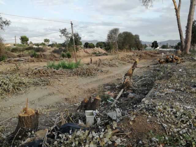 Huerta Viva denuncia la tala de especies protegidas junto a los pinos de Churra - 2, Foto 2