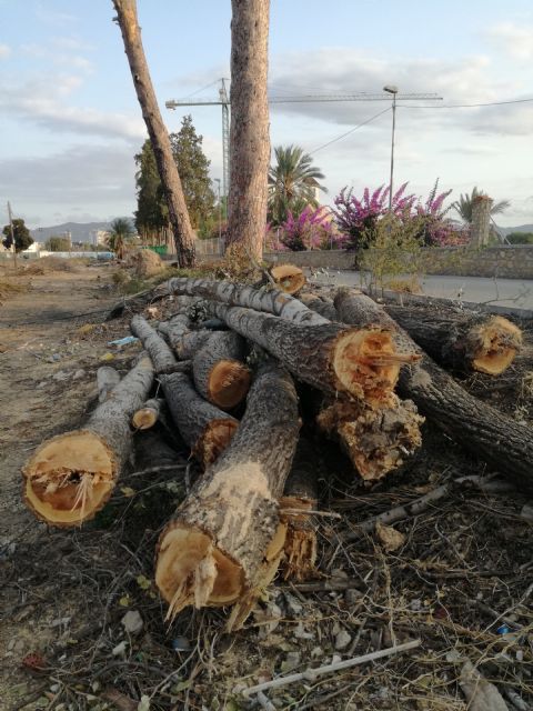 Huerta Viva denuncia la tala de especies protegidas junto a los pinos de Churra - 3, Foto 3