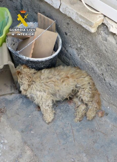 La Guardia Civil investiga a dos vecinos de Águilas por abandono animal - 2, Foto 2