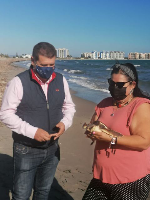 La Comunidad libera cinco ejemplares de tortuga boba en La Manga tras ser sometidas a tratamiento para aumentar sus opciones de supervivencia - 1, Foto 1