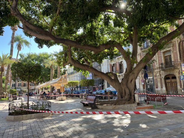 Los ficus de la Glorieta continúan balizados como medida preventiva frente a la caída de ramas - 1, Foto 1