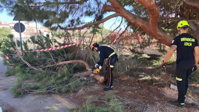 Las fuertes rachas de viento arrancan el tejado de una vivienda y un árbol en Lorca - 1, Foto 1