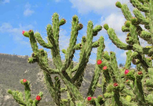 Actuarán contra las especies de flora invasoras en más de 10 hectáreas del paraje de la Aceña del Hierro de Totana, Foto 1