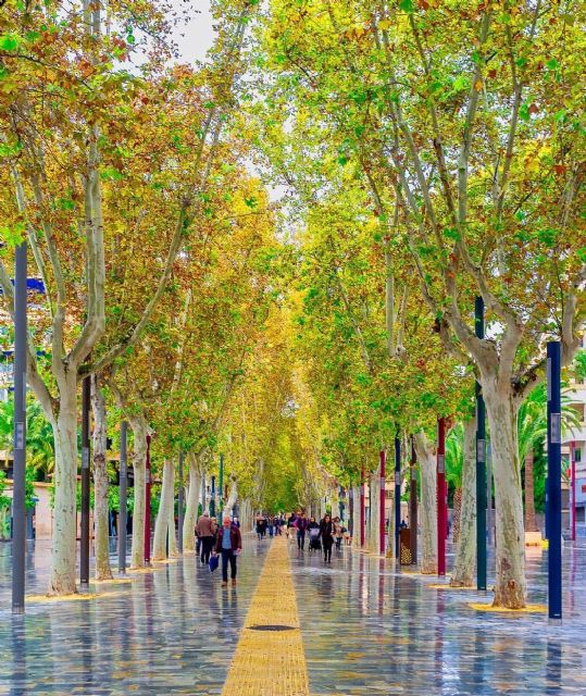 Parques y Jardines sustituye una treintena de árboles en Ronda Sur para dar sombra y embellecer la zona - 2, Foto 2