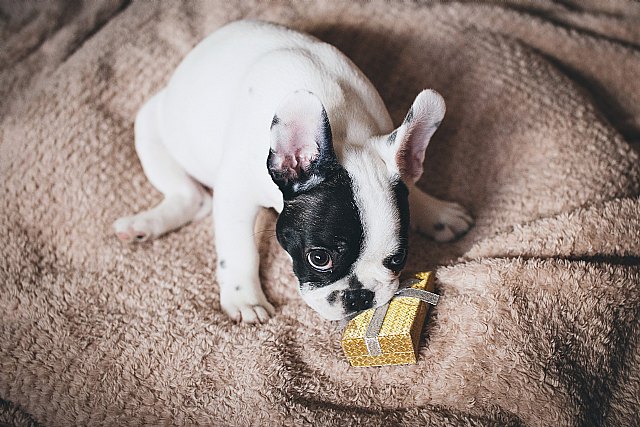 Piden no comprar animales como regalo navideño - 1, Foto 1