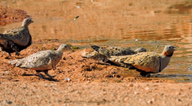 Miembros del grupo de Zoología Básica y Aplicada a la Gestión y a la Conservación de la UMU aseveran los múltiples beneficios que ofrecen las charcas y abrevaderos a las aves terrestres - 1, Foto 1