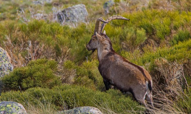 Las especies y modalidades más demandadas por los cazadores españoles en 2023 - 1, Foto 1