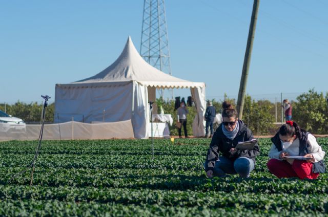 Diez nuevas variedades de espinaca, protagonistas en los Open Days de Tozer Ibérica - 1, Foto 1