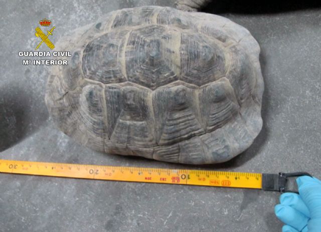 La Guardia Civil se incauta de una veintena de tortugas moras en una finca de Lorca - 1, Foto 1