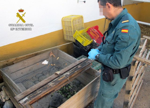 La Guardia Civil se incauta de una veintena de tortugas moras en una finca de Lorca - 4, Foto 4