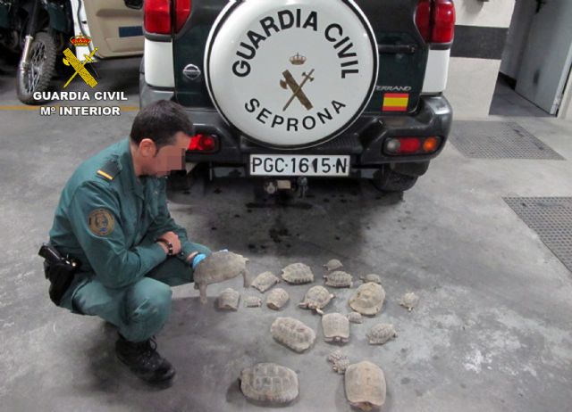 La Guardia Civil se incauta de una veintena de tortugas moras en una finca de Lorca - 5, Foto 5