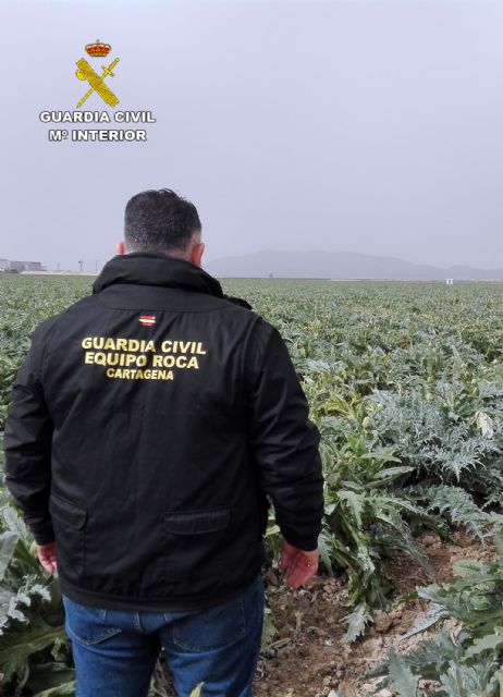 La Guardia Civil desmantela un grupo delictivo dedicado a sustraer productos del campo en Balsapintada - 2, Foto 2