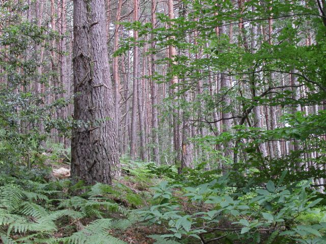 Nuestro futuro depende de nuestros bosques - 3, Foto 3