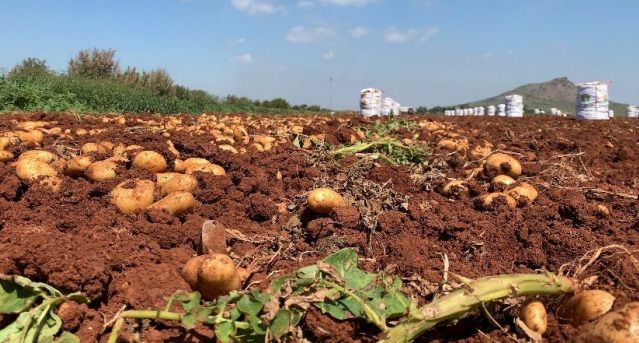 MC propone proteger la patata del Campo de Cartagena con un sello de calidad ante las turbulencias internacionales que afectan a la agricultura - 2, Foto 2