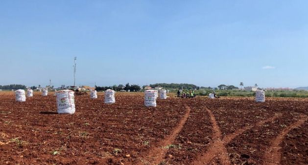 MC propone proteger la patata del Campo de Cartagena con un sello de calidad ante las turbulencias internacionales que afectan a la agricultura - 3, Foto 3