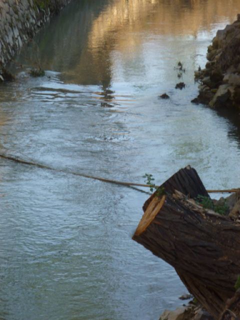 HUERMUR denuncia en Medio Ambiente la tala de más arboles protegidos en la acequia Aljufía - 1, Foto 1