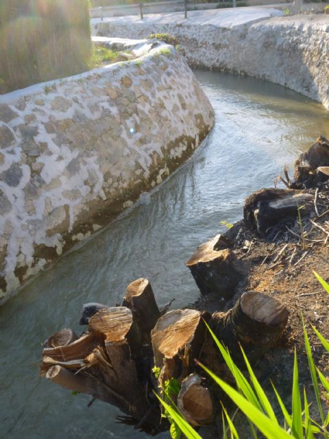 HUERMUR denuncia en Medio Ambiente la tala de más arboles protegidos en la acequia Aljufía - 2, Foto 2