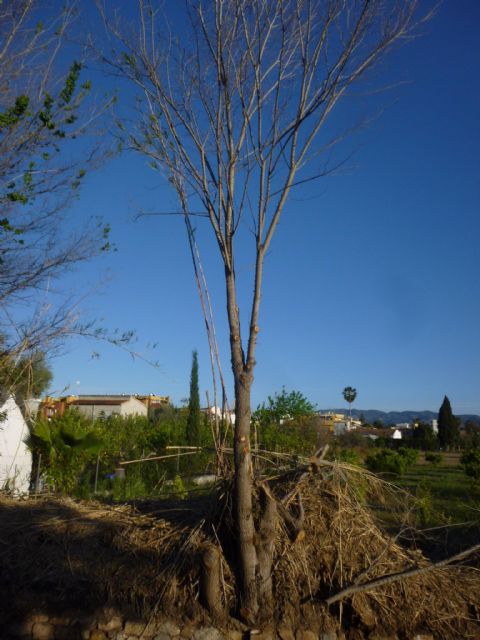 HUERMUR denuncia en Medio Ambiente la tala de más arboles protegidos en la acequia Aljufía - 3, Foto 3