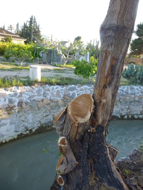 HUERMUR denuncia en Medio Ambiente la tala de más arboles protegidos en la acequia Aljufía - 4, Foto 4