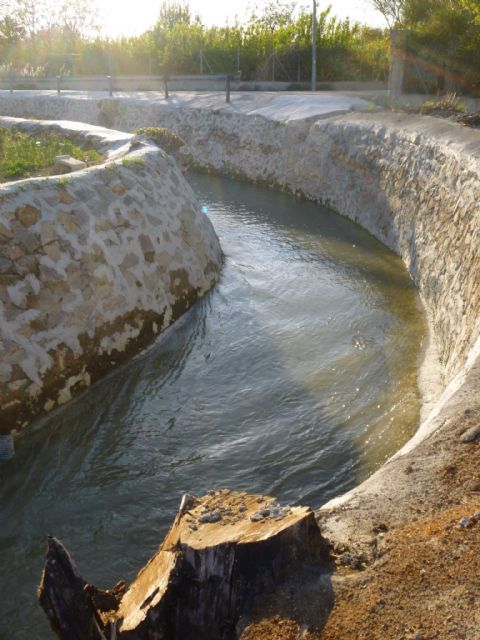 HUERMUR denuncia en Medio Ambiente la tala de más arboles protegidos en la acequia Aljufía - 5, Foto 5