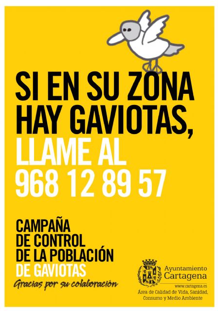 El Ayuntamiento inicia una nueva campaña para controlar la población de gaviotas pidiendo la colaboración ciudadana - 1, Foto 1