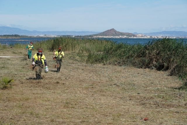 La Comunidad inicia la retirada de cañas en aguas de la playa de Los Nietos para evitar la contaminación - 1, Foto 1