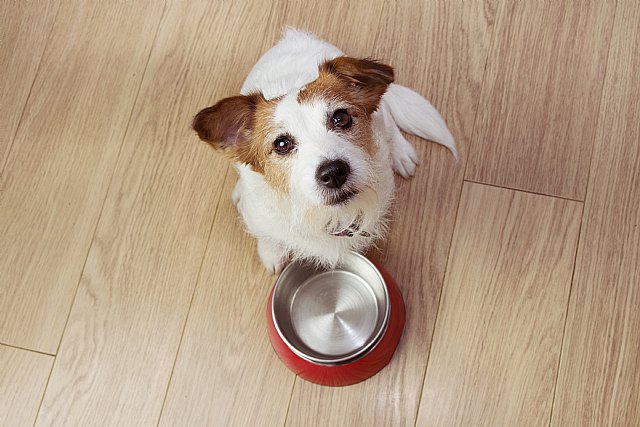 Ahora que los perros son el desahogo y la única compañía para muchos ¿cuidamos su alimentación? - 1, Foto 1