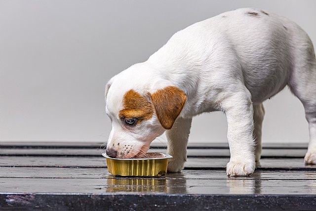 Ahora que los perros son el desahogo y la única compañía para muchos ¿cuidamos su alimentación? - 2, Foto 2