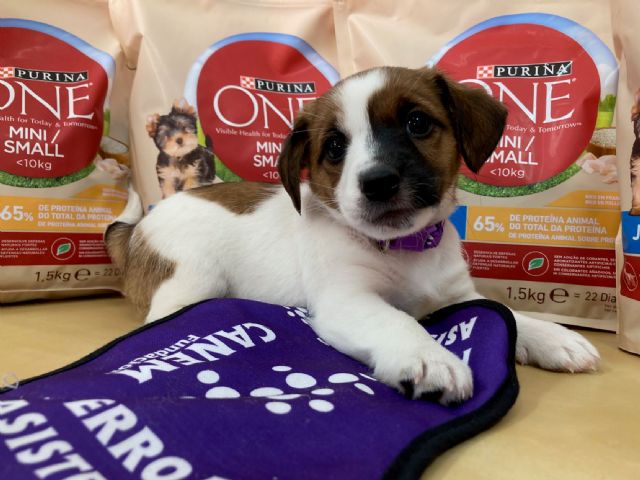 Purina colabora con la Fundación Canem donando más de 300 kilos de alimento para sus cachorros - 1, Foto 1