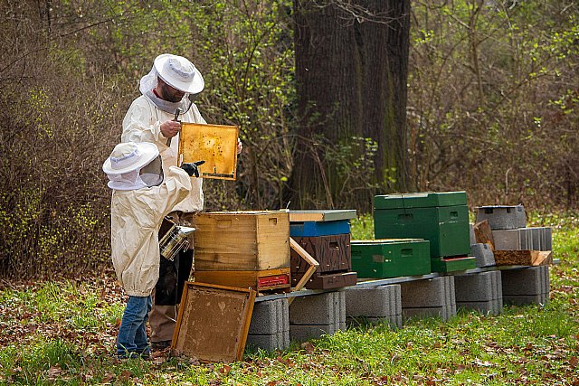 Gran éxito de apicultores leoneses en los London International Honey Awards - 1, Foto 1