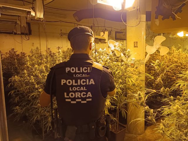 La Policía Local desmantela un cultivo de más de 300 plantas de marihuana en una vivienda de la pedanía de Marchena - 2, Foto 2