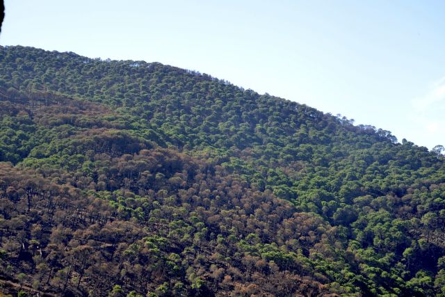 Ingeniería forestal: una profesión con un presente sólido y un futuro prometedor - 3, Foto 3