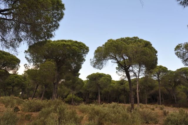 Ingeniería forestal: una profesión con un presente sólido y un futuro prometedor - 5, Foto 5