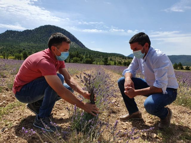 El IMIDA inicia un estudio que permitirá al sector de las aromáticas ajustar las valoraciones del seguro agrario a cada cultivo - 1, Foto 1