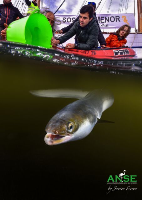 ANSE, Cofradía de Pescadores de San Pedro y WWF agradecen a la Guardia Civil la persecución de la pesca ilegal de anguila en el Mar Menor - 2, Foto 2