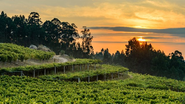 Pazo Señorans Selección de Añada 2013, primer vino blanco en conseguir 100 puntos Peñín - 1, Foto 1