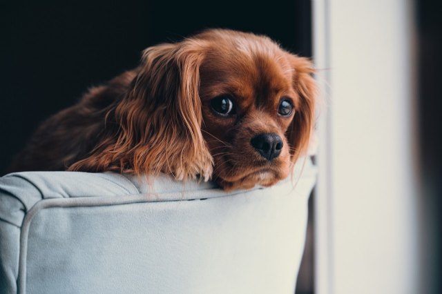 Consejos profesionales para acoger al perro de tu vecino en casa - 1, Foto 1