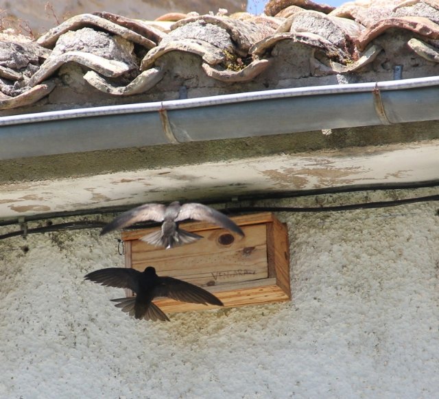 Piden a la Dirección General de Vivienda que incluya pautas para la conservación y biodiversidad de aves insectívoras en las obras de construcción y rehabilitación de edificios, Foto 1