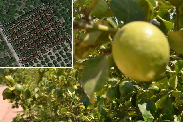 Imágenes aéreas y de móvil permiten estimar con exactitud la producción de los limoneros - 1, Foto 1